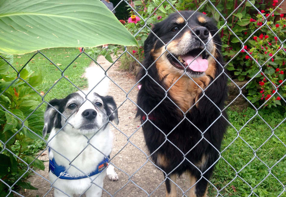 Adorable dogs' faces through chain link fence