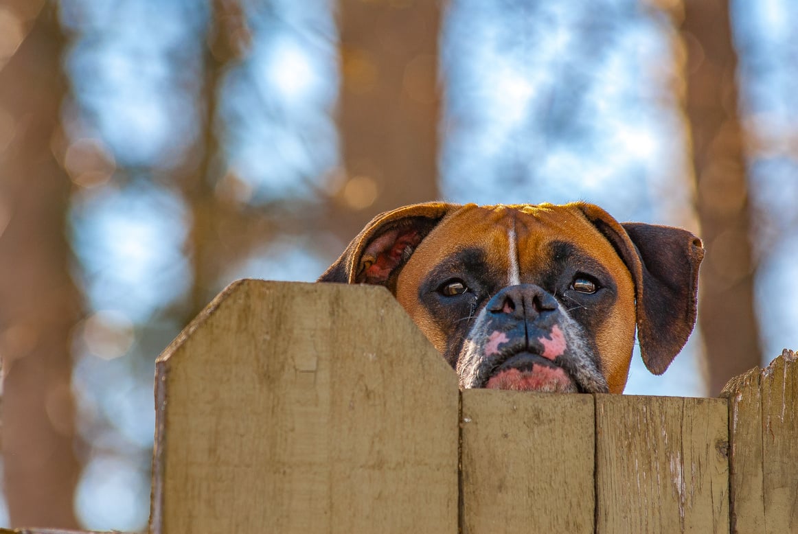 Boxer Dog Peeking over Wood Fence